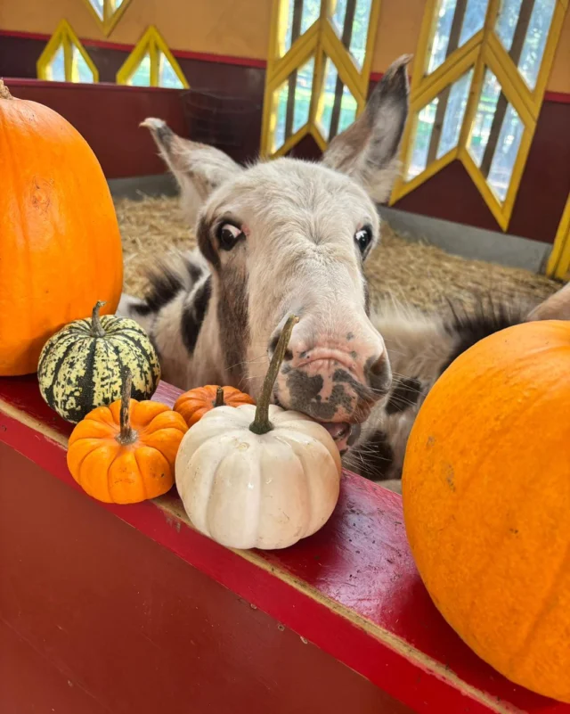 Our animals are getting into the Halloween spirit 🎃 

Did you know all children under 12 can pick their own FREE pumpkin this October at Wheelgate? 👀 

You’ll have to be quick before our animals get first dibs 🤣

www.wheelgatepark.com