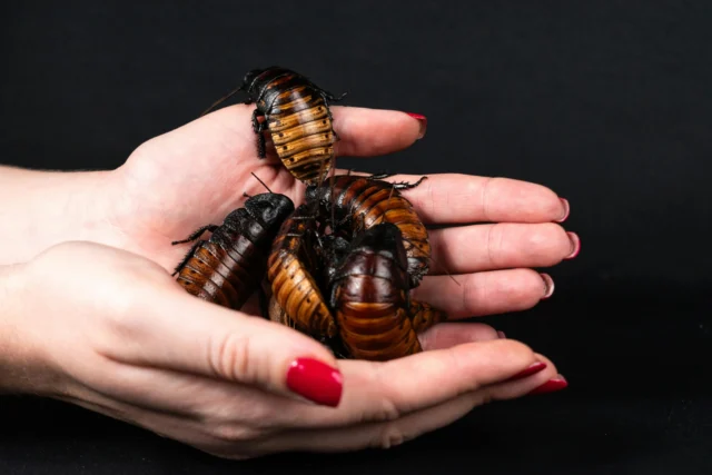 🐜💌 Name a cockroach this Valentine’s at Wheelgate – because love shouldn’t bug you!

Get creative and give one of our Valentine’s cockroaches the funniest, sweetest, or quirkiest name. 🐜❤️

Tag your creepiest friend and submit your entries by 20th Feb via Instagram or Facebook. The funniest names will win 2 tickets to Wheelgate! 💖🐞

Don’t miss out – let your love for bugs shine!

wwww.wheelgatepark.com

#ValentineFun #WheelgateBugs #LoveBites