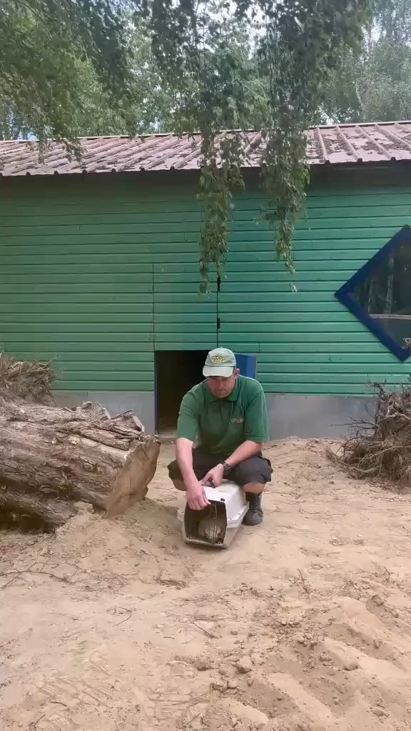 Watch the moment our armadillos begin to explore their BRAND NEW enclosure at Wheelgate!🤩

We're investing BIG in our new farm expansion, what are you excited to see next?👀

www.wheelgatepark.com