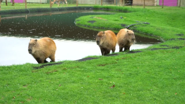Looking for the perfect family day out this January? 👀

Why not visit us and check our our 30+ rides & attractions PLUS our 3 adorable resident capybaras! 🤩

www.wheelgatepark.com