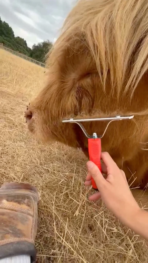 🤎 We think Betty may have just found her favourite thing... 🐮✨

The moment the brush came out, our beautiful Highland cow was ready for her close-up. 😂

A little scratch.
A little pamper.
And one very happy Betty.

Honestly... we're not sure who's enjoying this more — Betty or the team giving her all the attention! 🤎

Every day at Wheelgate brings new little moments like this, and we love being able to share them with you.

👇 What do you think Betty should try next? 🐮