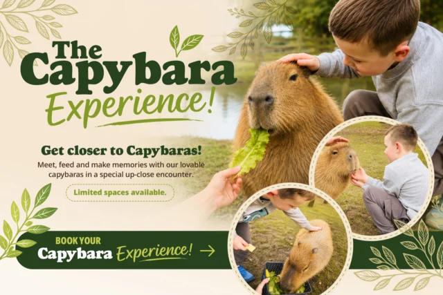 Looking for one of the best capybara experiences in the UK?👀

 At Wheelgate, you can enjoy an unforgettable encounter with the world's largest rodents as you step inside the enclosure to meet our adorable capybara herd!🤩

Join our experienced animal keepers for a unique capybara feeding experience where you'll learn fascinating facts about these gentle South American animals, discover their individual personalities, and enjoy plenty of opportunities to interact with them up close. ✨

Whether you're treating yourself, celebrating a birthday or searching for the perfect gift for an animal lover, our Capybara Experience is guaranteed to create memories that last a lifetime.😆

Book yours online now! 
https://wheelgatepark.digitickets.co.uk/event-tickets/75121?catID=70425&navItem=1285672