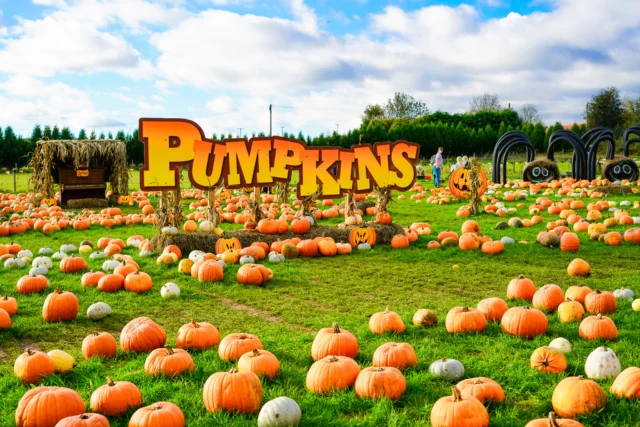 FREE PYO pumpkin this October for every child!🎃

Visit Bumpkins Pumpkin Patch during your visit to Wheelgate this Halloween and pick your very own pumpkin!👀

PLUS don't forget our Witch Wagon, Mummify your Mummy, Rotten Relay and more!🌟

www.wheelgatepark.com