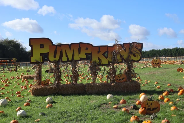 🎃 Bumpkins Pumpkins at Wheelgate is the place to be this Halloween!👻

Our FREE PYO pumpkin patch is full of great photo opportunities, and we'd love to see your snaps! 📸

Have you visited us and got some pumpkin patch photos? Share them in the comments below! 🎃👇

www.wheelgatepark.com