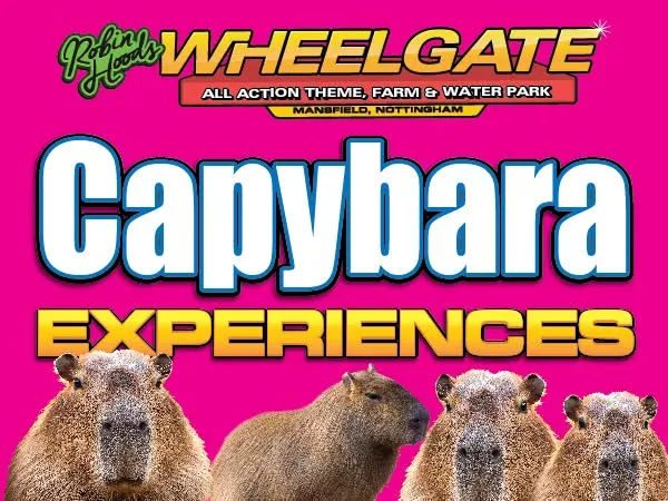 Limited time offer! 🚨

Capybara experiences ONLY £85! 🤩

Join our keepers to learn about our new Capybaras, Winnie, Mary and Sarah. 😆Go into the enclosure with our Keeper and help them feed them their favourite foods and get up close to the Capybaras🤪

Book online or at our entrance gates! 🎢

www.wheelgatepark.com